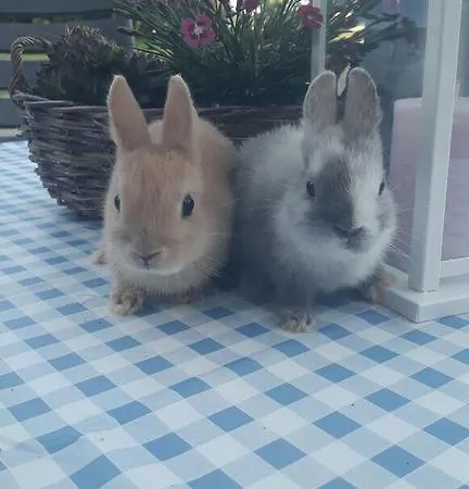 Lägenhet Ferienwohnung Suderfeld Brake (Wesermarsch)