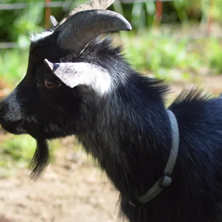 Ferienwohnung Suderfeld Lägenhet
