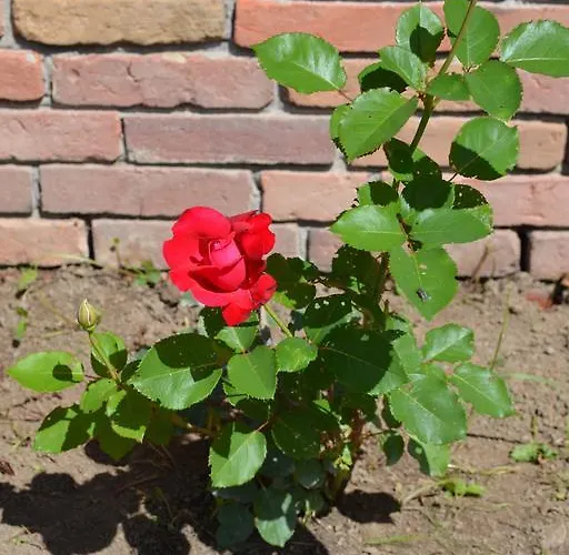 Ferienwohnung Suderfeld Brake (Wesermarsch)