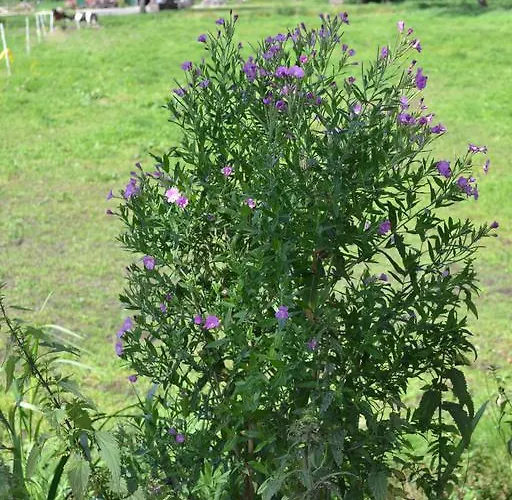 Appartement Ferienwohnung Suderfeld Brake (Wesermarsch)