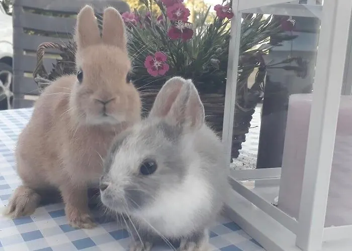 Ferienwohnung Suderfeld Appartement