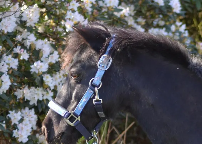 Ferienwohnung Suderfeld * Brake (Wesermarsch)